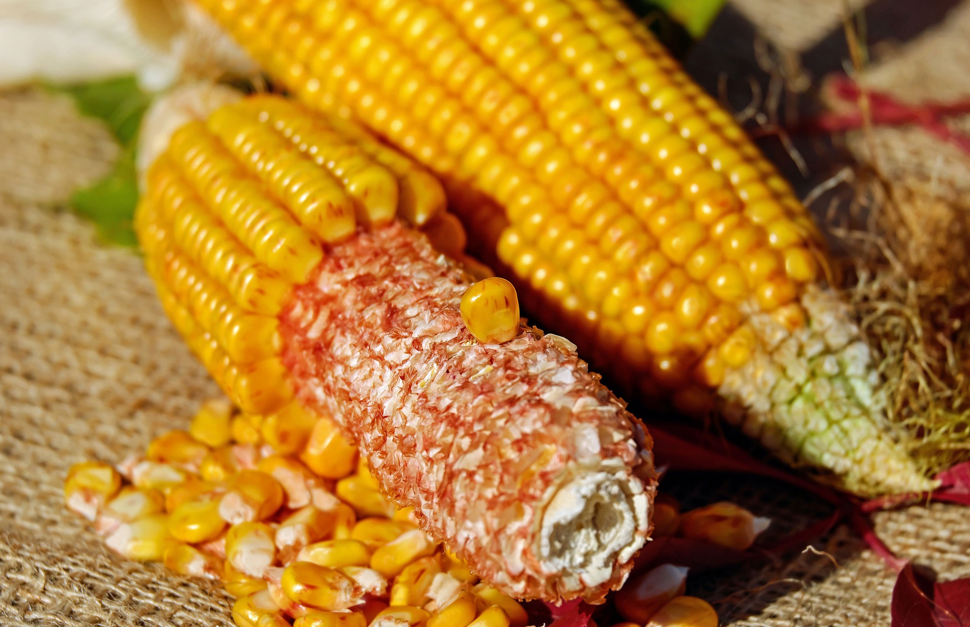 Україна збільшила експорт кукурудзи на 75%